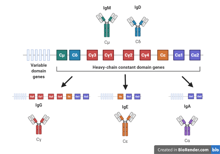 Antibodies 101 Isotypes